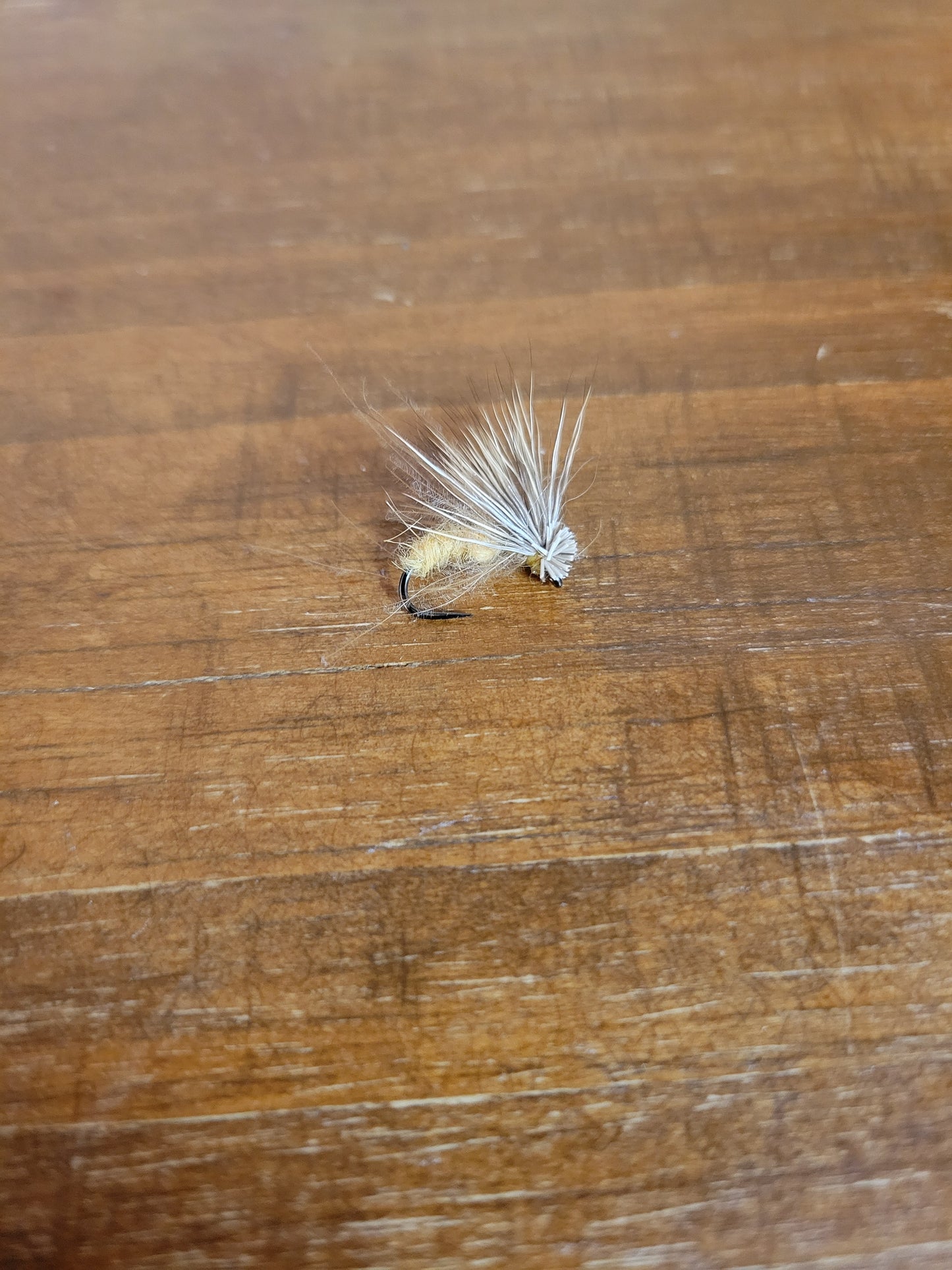 Lumpkin County Caddis